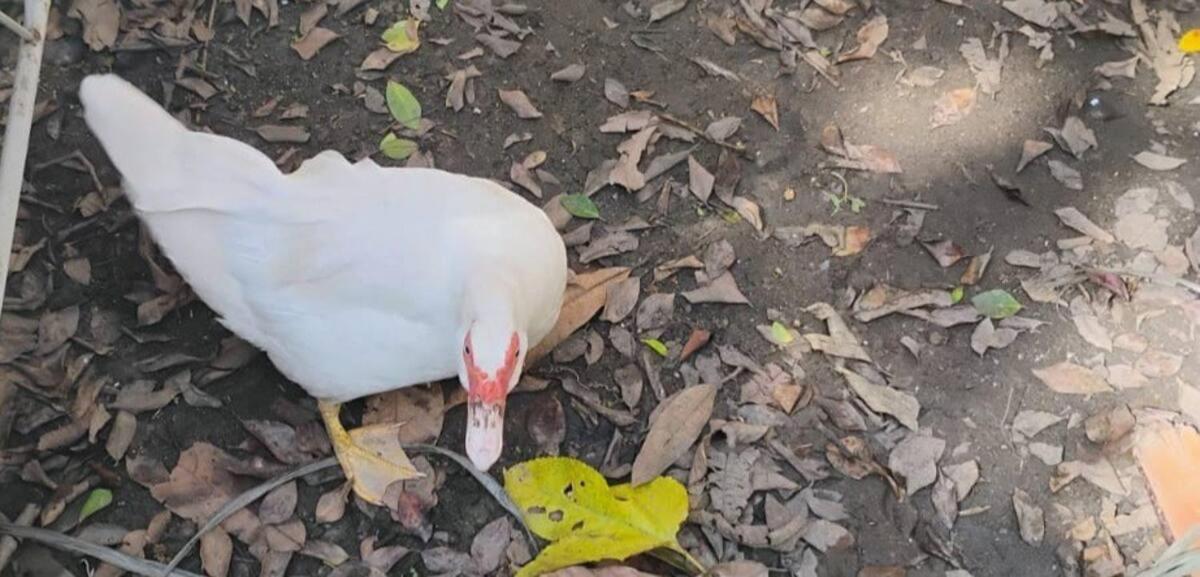 Сasa de vacaciones Residencia Dazzi